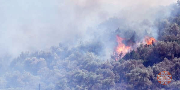Milas'ta orman yangını- 48 Haber Ajansı