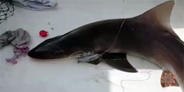 Datça açıklarında köpek balığı yakalandı, Ekim 2023 - 48 Haber Ajansı
