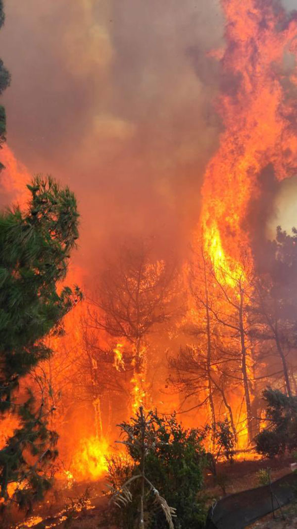 Hatay orman yangını - 48 Haber Ajansı